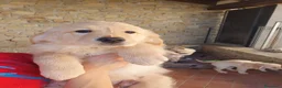Golden Retriever cani in vendita: Tre cuccioli disponibili  - Annuncio 10