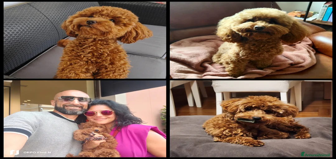 Immagine della galleria {{count}}