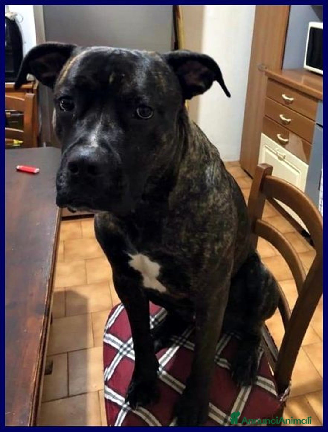 Meticcio cani in regalo: TYSON 3anni bravo... rimasto solo! - Annuncio 4