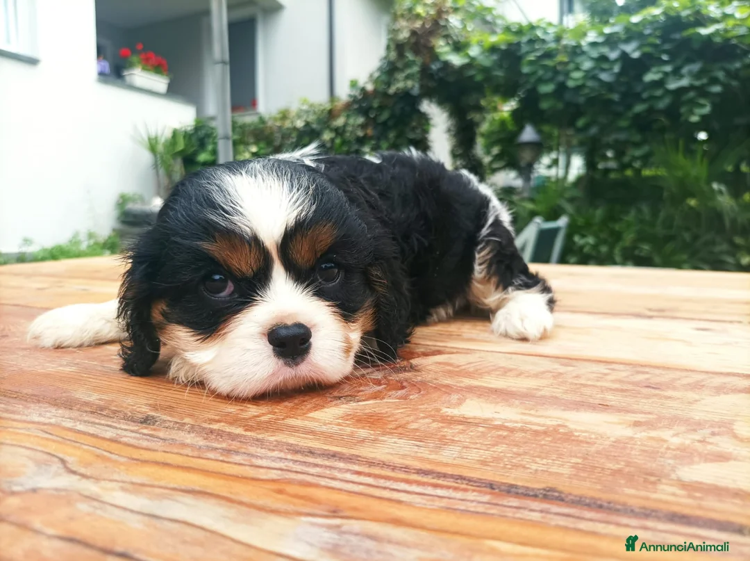Cavalier King cani in vendita: Cavalier king con pedigree alta genealogia a Provincia di Bergamo - Annuncio 2