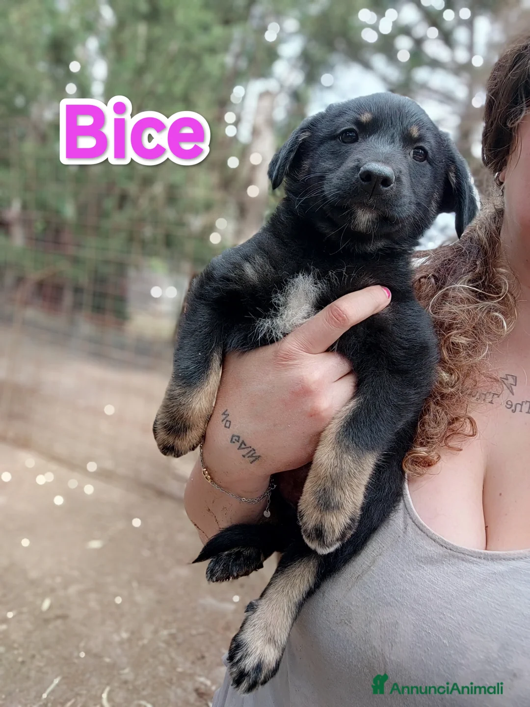 Meticcio cani in regalo: Cucciole femmine cercano adozione a Città Metropolitana di Torino - Annuncio 9
