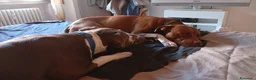 Pitbull cani in vendita: Vendo  - Annuncio 12
