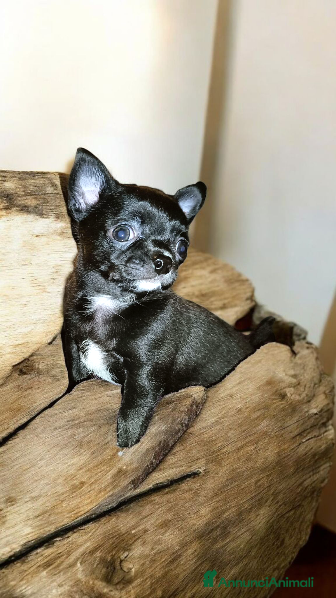 Chihuahua cani Chihuahua cucciolo maschio con Pedigree  - Annuncio 1
