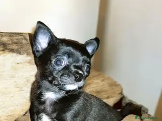 Chihuahua cani in vendita: Chihuahua cucciolo maschio con Pedigree - Annuncio 1