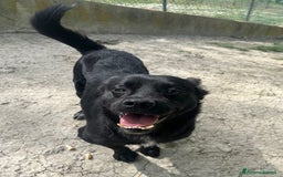Meticcio cani in regalo: OBELIX 3anni allegro affettuoso! tg piccola a Città Metropolitana di Firenze - Immagine 5