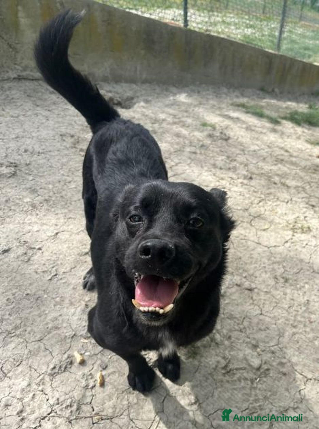 Meticcio cani in regalo: OBELIX 3anni allegro affettuoso! tg piccola a Città Metropolitana di Firenze - Immagine 5