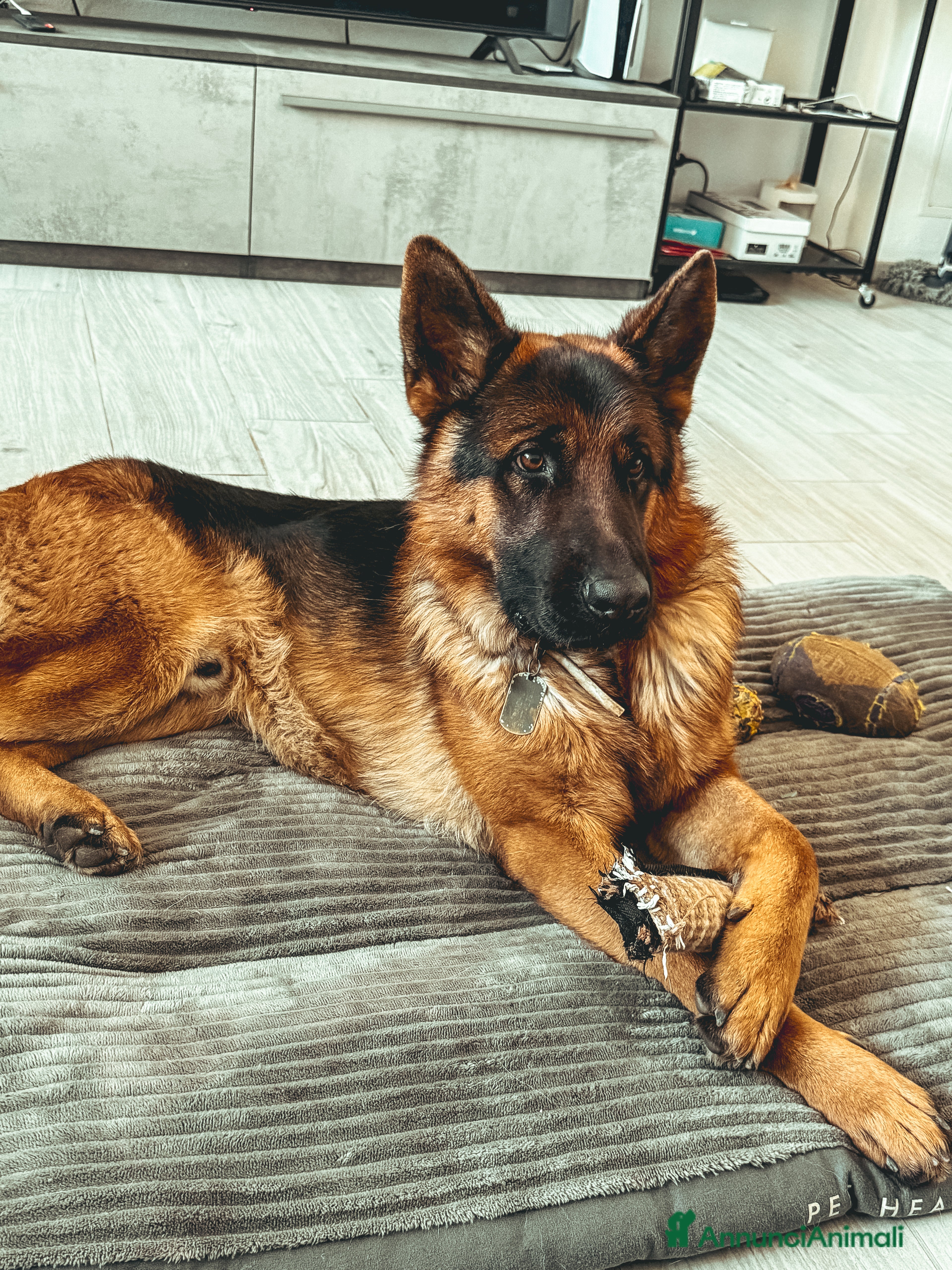 Pastore Tedesco cani Regalo pastore di un anno e mezzi - Annuncio 2