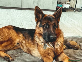 Pastore Tedesco cani Regalo pastore di un anno e mezzi - Annuncio 1