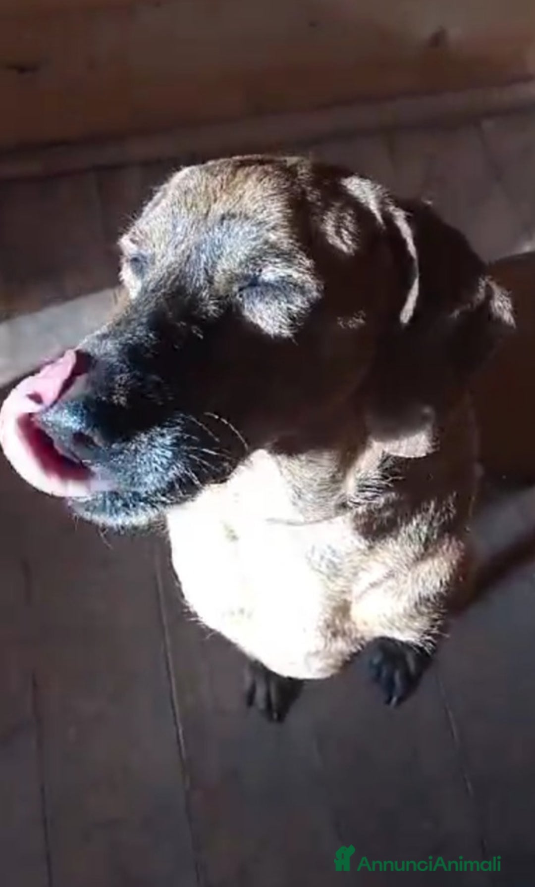 Segugio cani in regalo: Segugio 8anni DIVENTATO CIECO IN CANILE! LAZIO a Città metropolitana di Milano - Annuncio 2