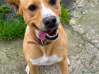 Meticcio cani SPILLO 💙 - taglia medio piccola, aspetta una casa - Annuncio 2