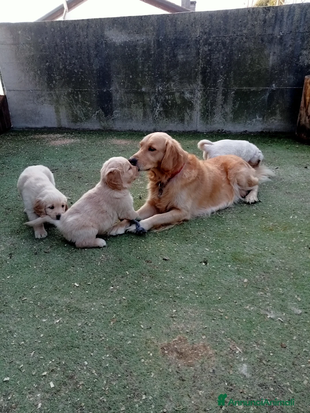 Golden Retriever cani in vendita: Golden Retriever  - Annuncio 10