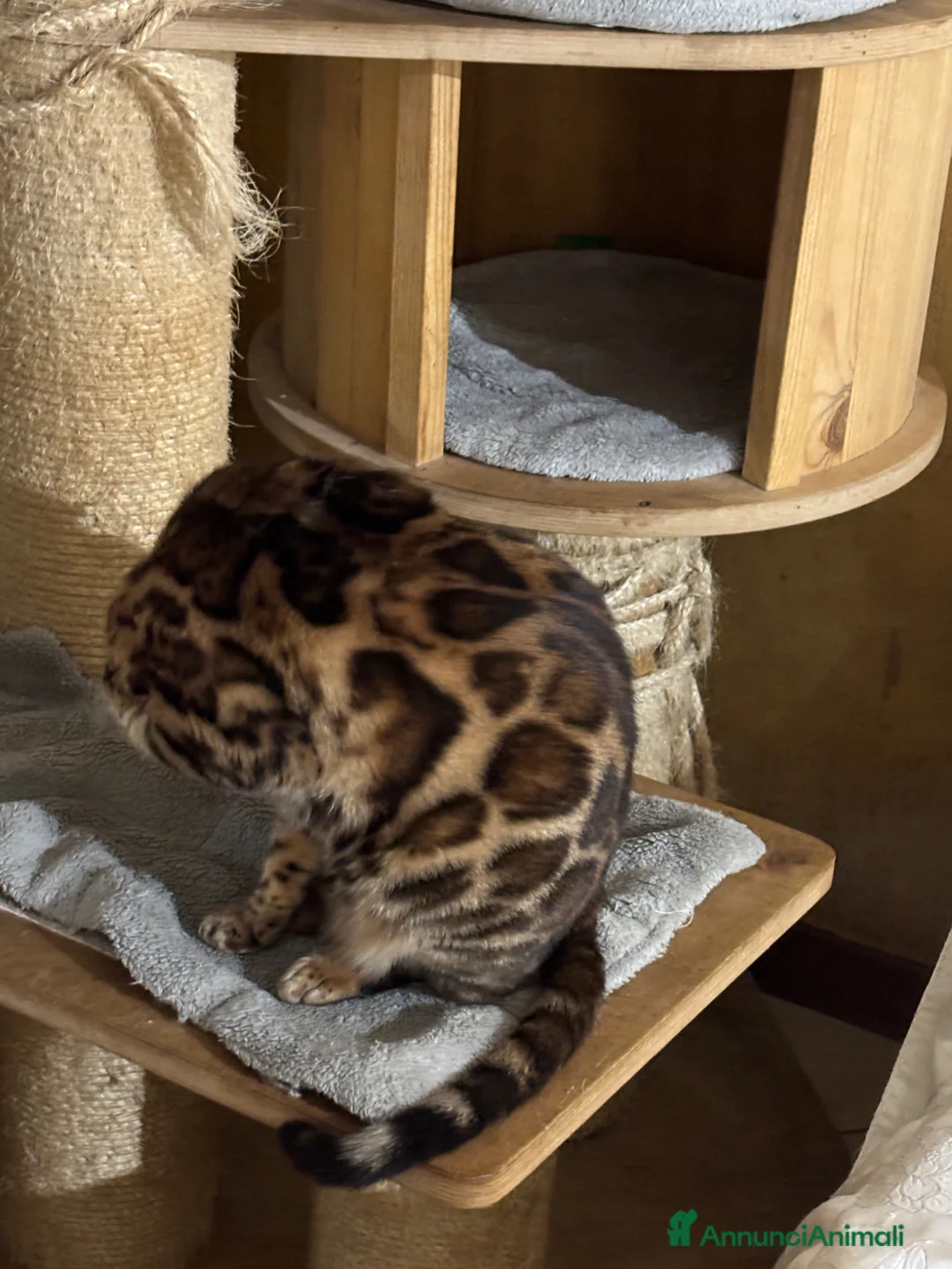 Bengala gatti in regalo: Bengala - Annuncio 2