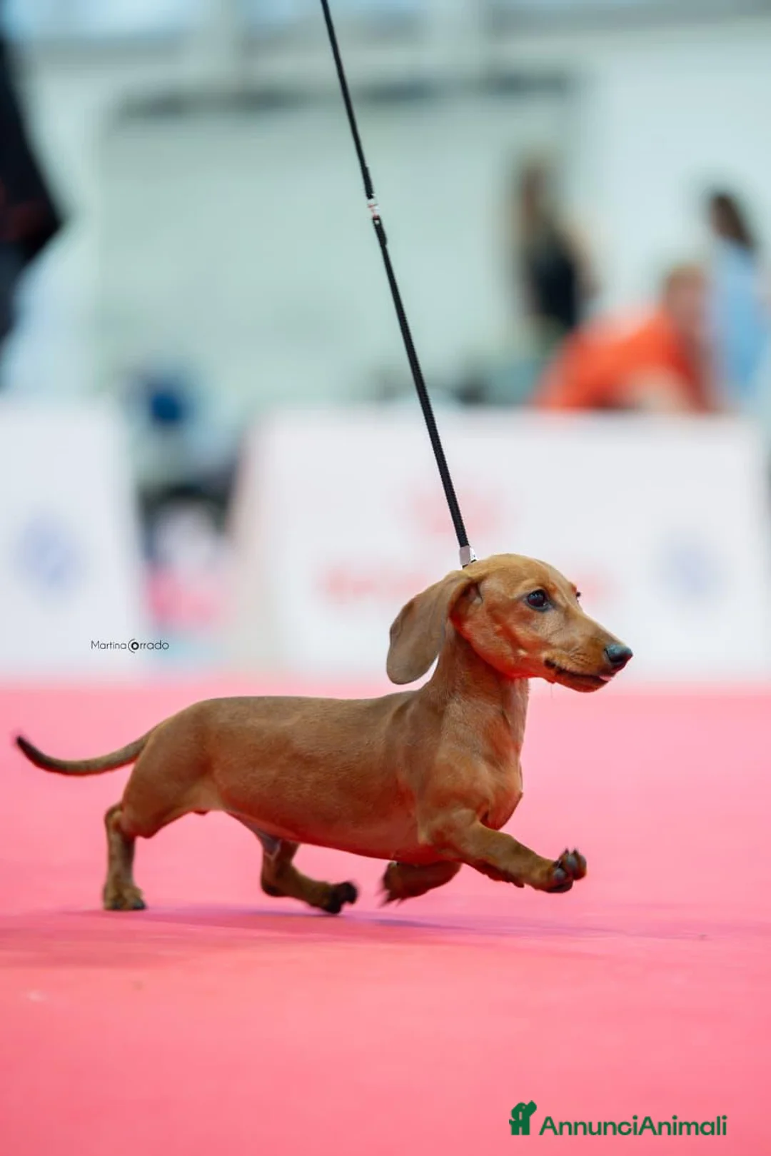 Bassotto cani in vendita: DISPONIBILE CUCCIOLO DI BASSOTTO A PELO CORTO - Annuncio 2