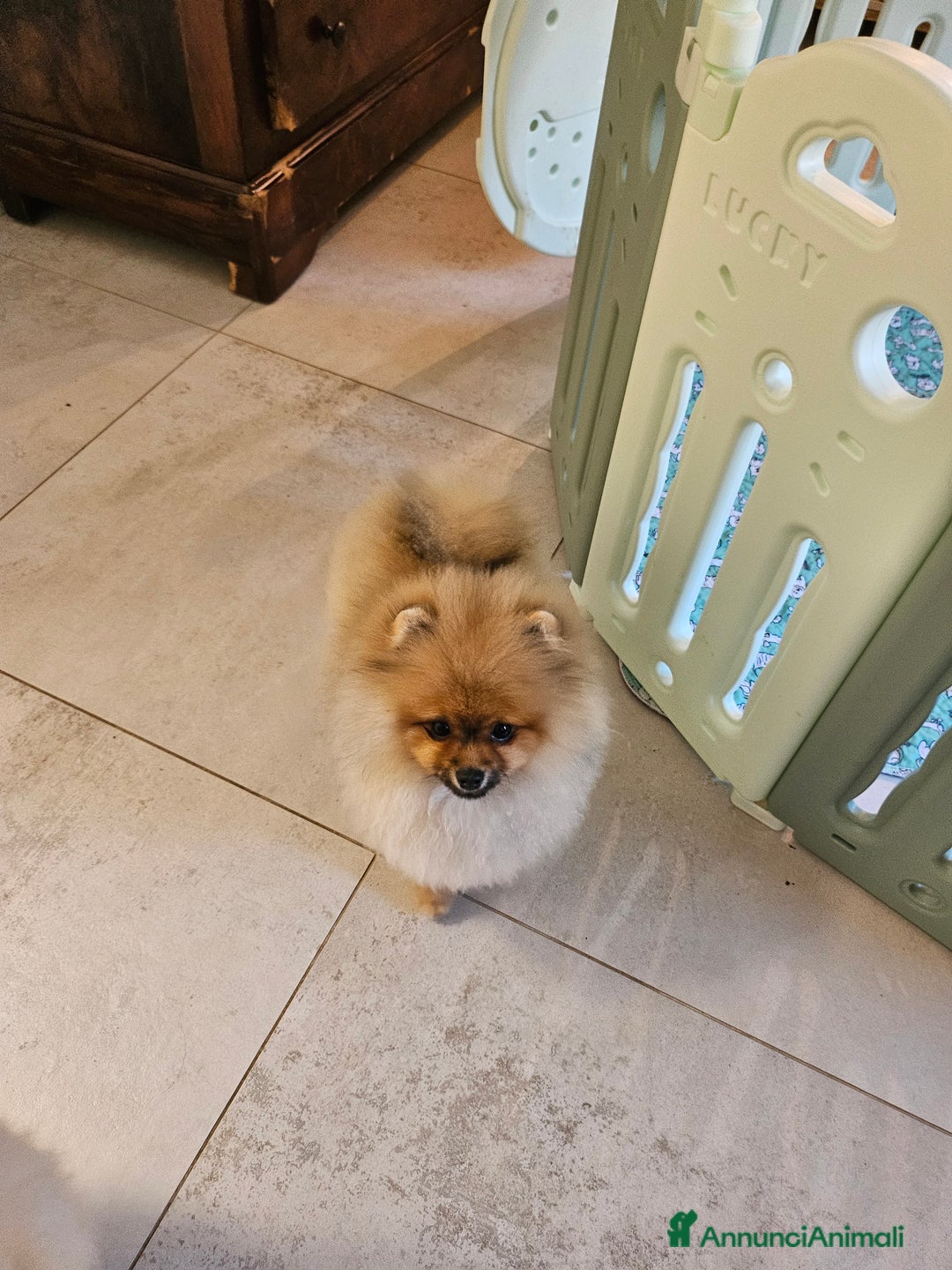 Volpino Pomerania cani in vendita: Spitz nano (Pomerania) Disponibili a Provincia di Cuneo - Annuncio 7