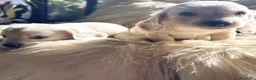Bassotto cani in vendita: bassotti pelo lungo color crema - Annuncio 3