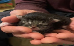 Maine Coon gatti in vendita: Cuccioli di Maine Coon - Immagine 8