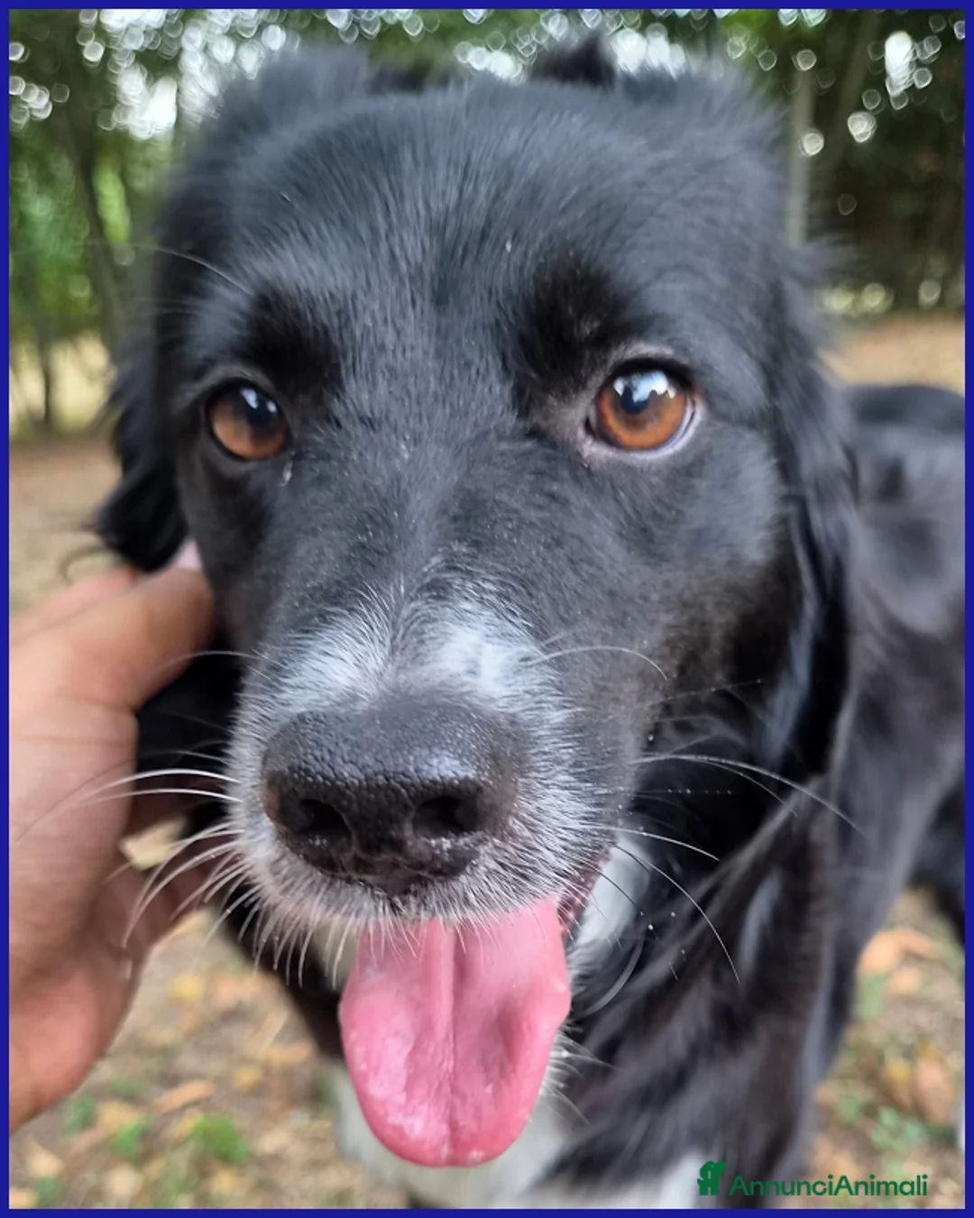 Meticcio cani in regalo: DIETA, MAMMINA SIMIL BORDER 2 ANNI - Annuncio 11