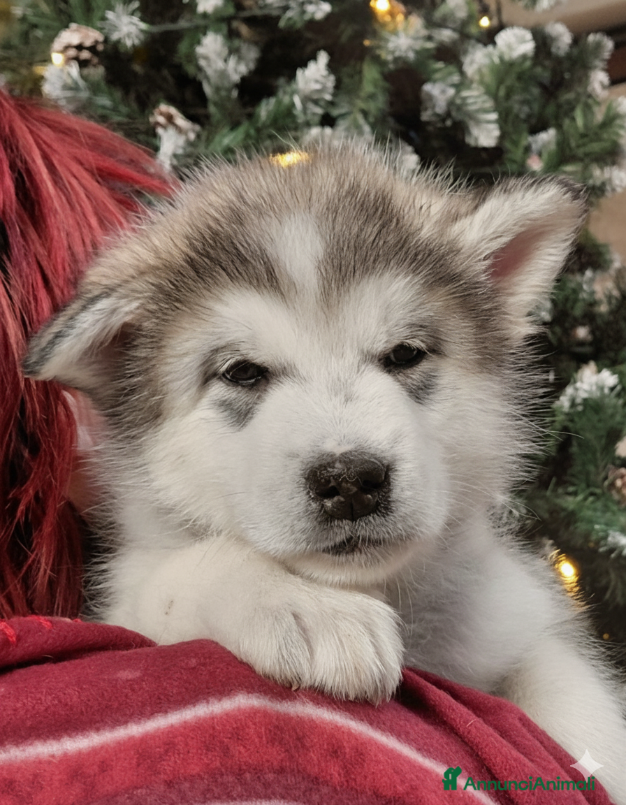 Alaskan Malamute cani Cucciola di Alaskan Malamute - Annuncio 2