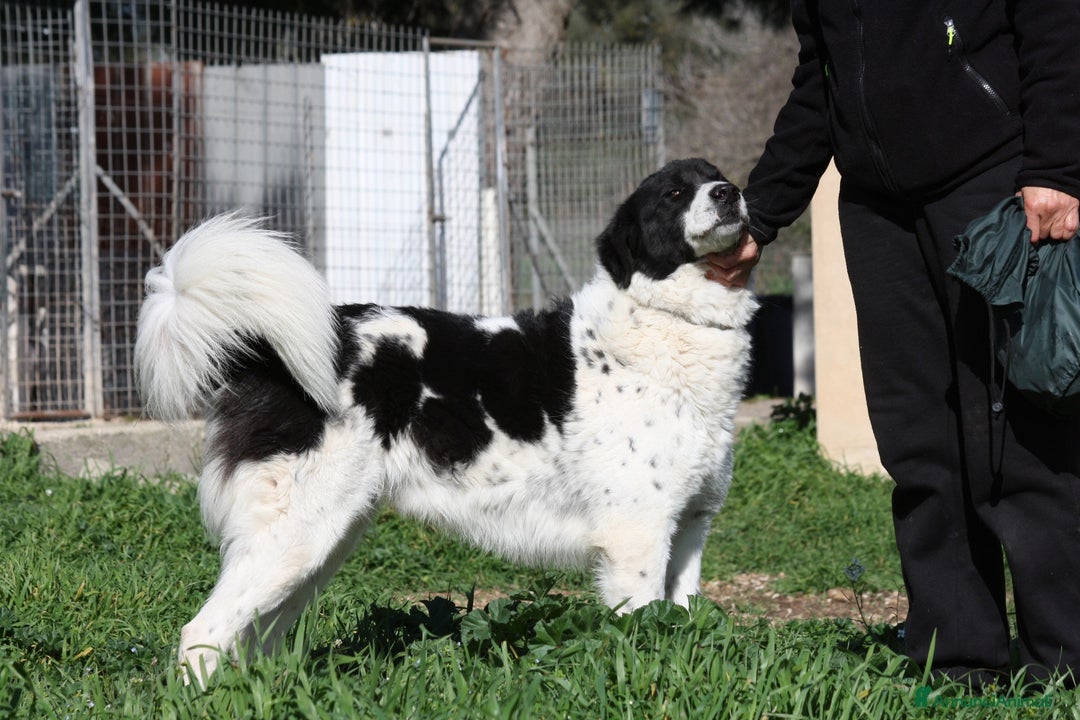 Altre razze cani in regalo: Panda in adozione - Annuncio 5