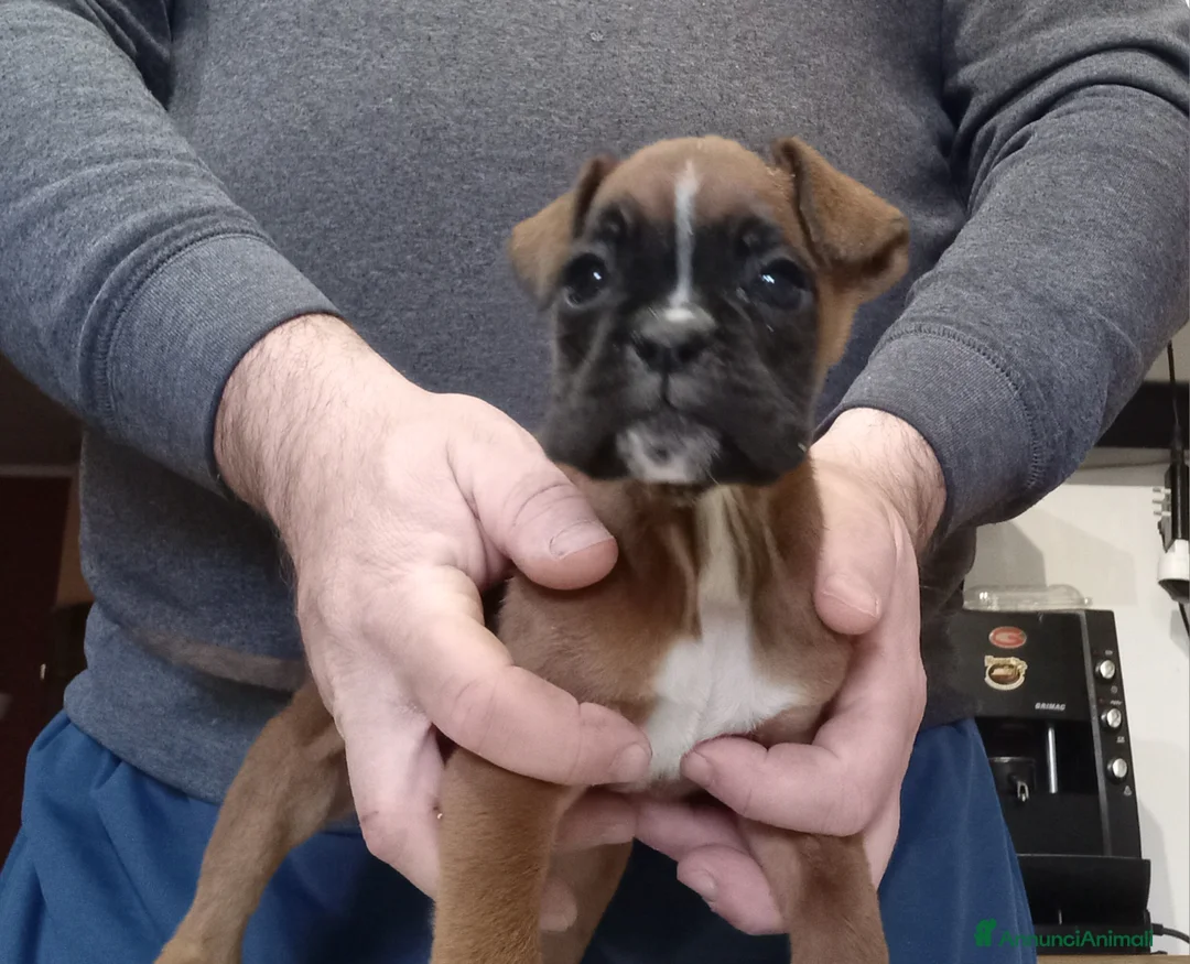 Boxer cani in vendita: Splendida Cucciola di Boxer - Annuncio 10