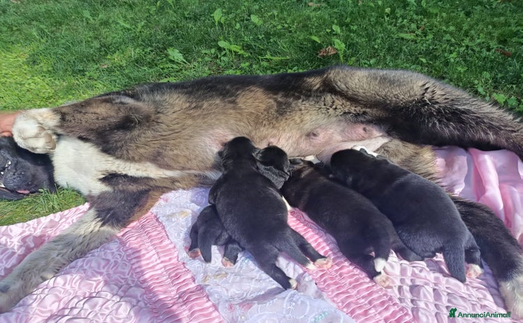 Akita Americano cani - Annuncio 1