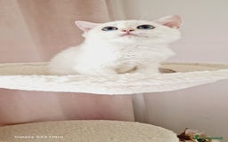 Scottish gatti in vendita: Scottish  a Provincia di Pavia - Immagine 8