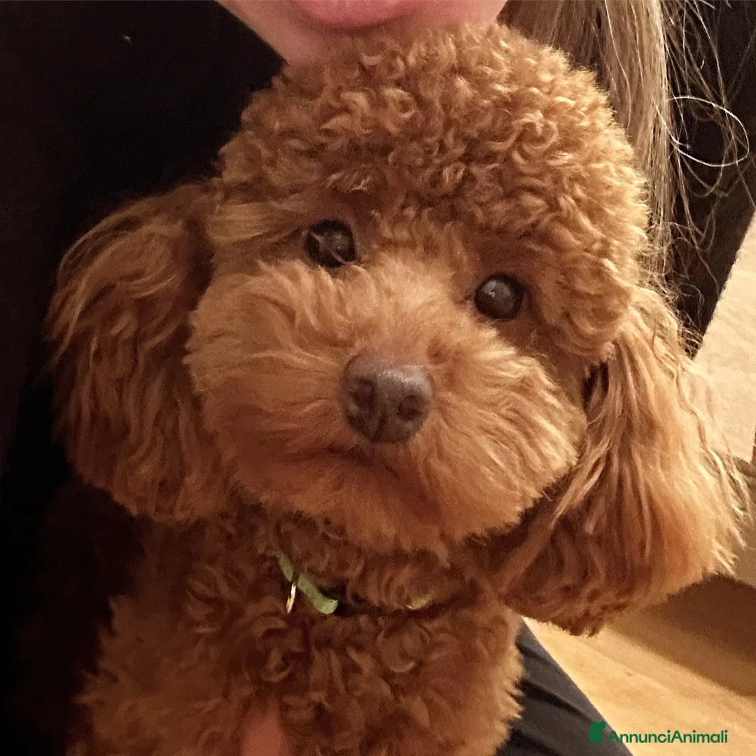 Barbone cani in vendita: Cuccioli barbone toy color fulvo - Annuncio 7