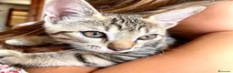 Europeo gatti in vendita: Tre gattini tigrati regalo - Annuncio 2