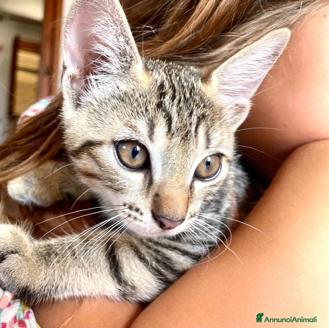 Europeo gatti in vendita: Tre gattini tigrati regalo - Annuncio 2