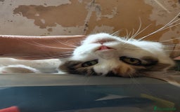 Maine Coon gatti in vendita: Cuccioli Maine Coon a Provincia di Varese - Immagine 3
