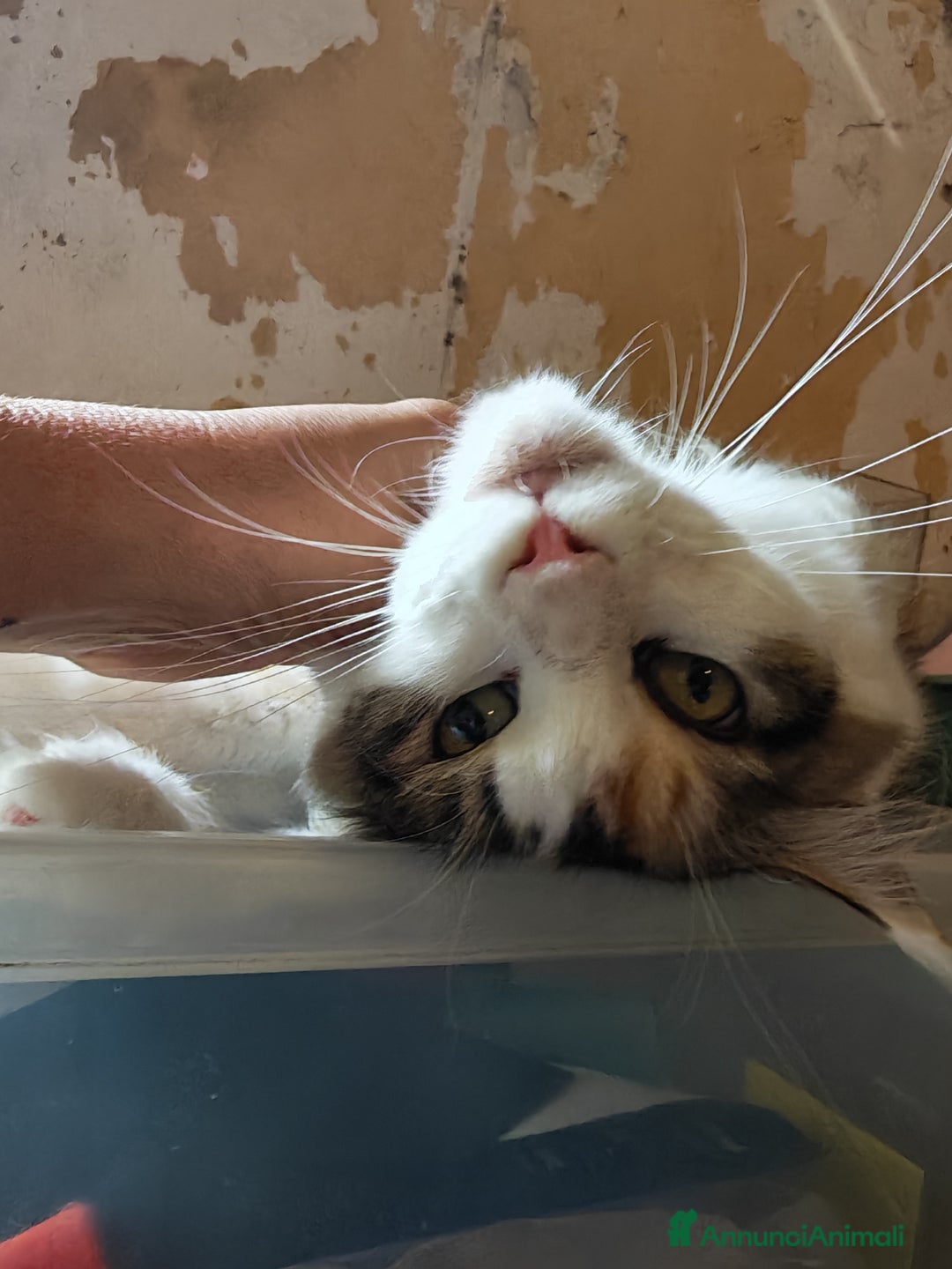 Maine Coon gatti in vendita: Cuccioli Maine Coon a Provincia di Varese - Immagine 3