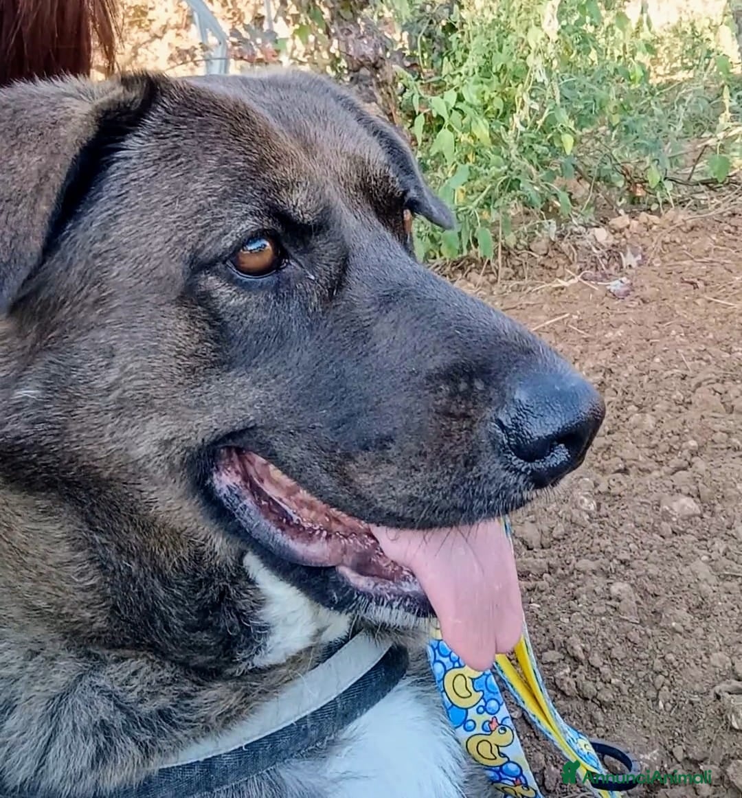 Meticcio cani in regalo: Nerina - Annuncio 1