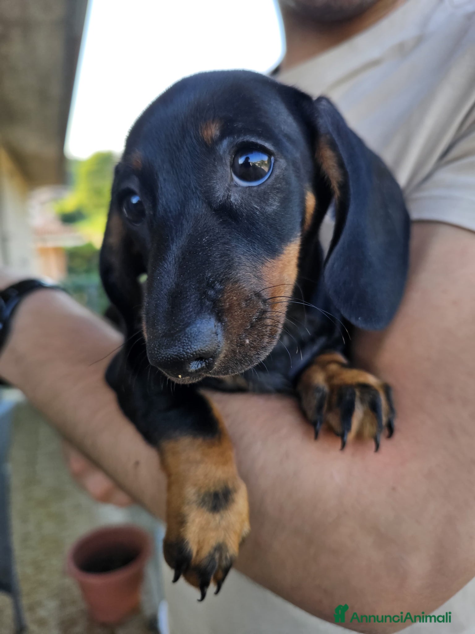 Bassotto cani in vendita: Bassotti nani - Annuncio 6