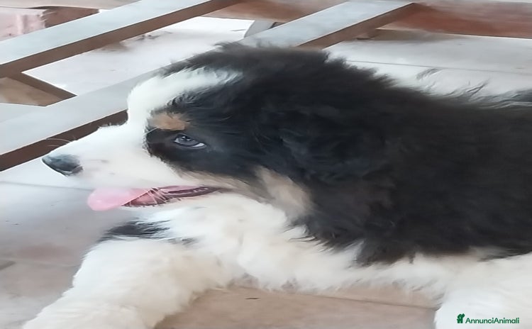 Australian Shepherd cani a Provincia di Pavia - Annuncio 6