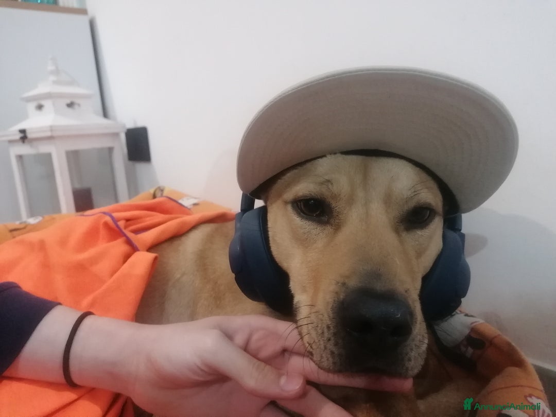 Meticcio cani in regalo: Luna, meticcia di 3 anni in regalo - Annuncio 10