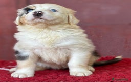 Australian Shepherd cani in vendita: Femmina blue Merle - Ruth a Provincia di Vicenza - Immagine 4