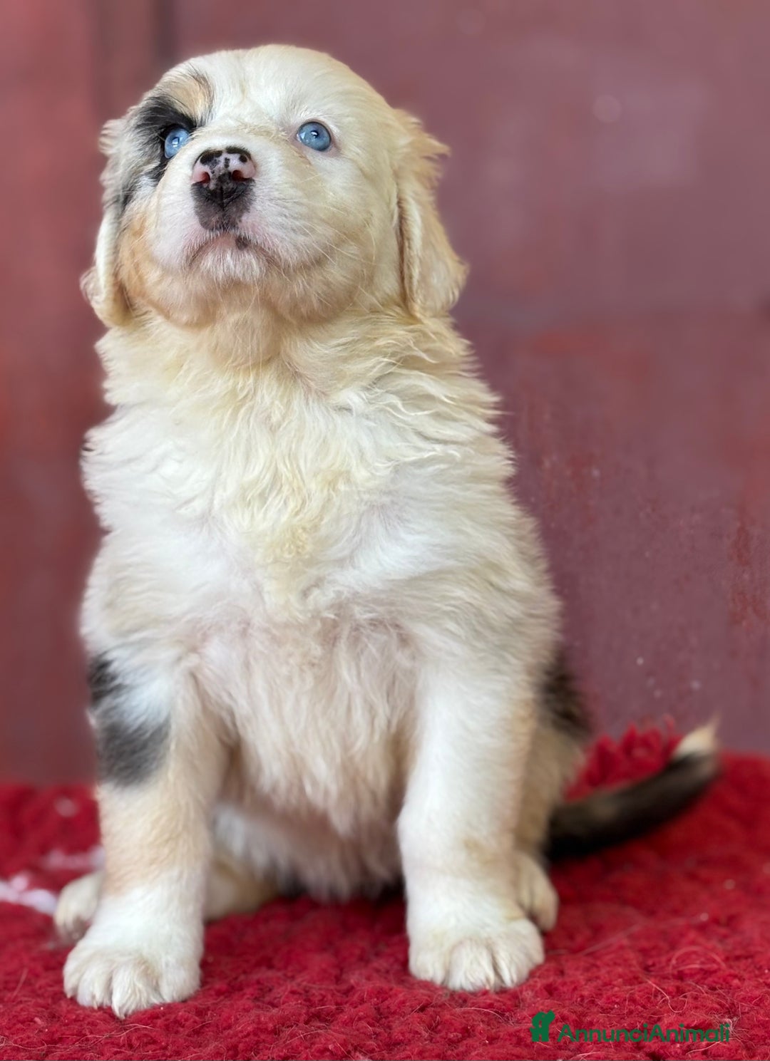 Australian Shepherd cani in vendita: Femmina blue Merle - Ruth a Provincia di Vicenza - Immagine 4