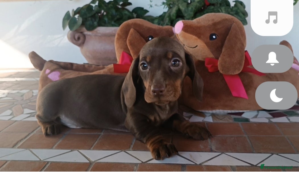Bassotto cani Cuccioli bassotto disponibili subito.  - Annuncio 22