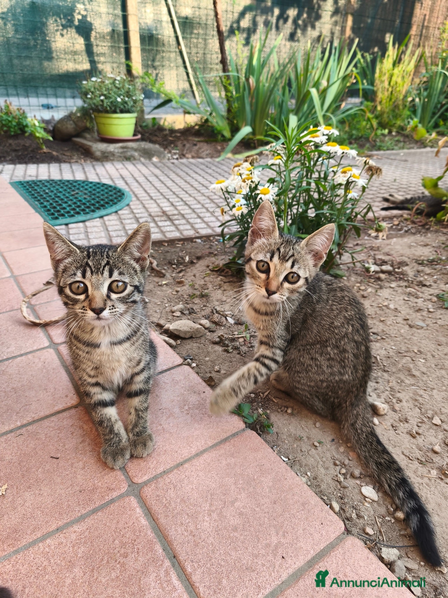 Europeo gatti Gattini in regalo - Annuncio 2