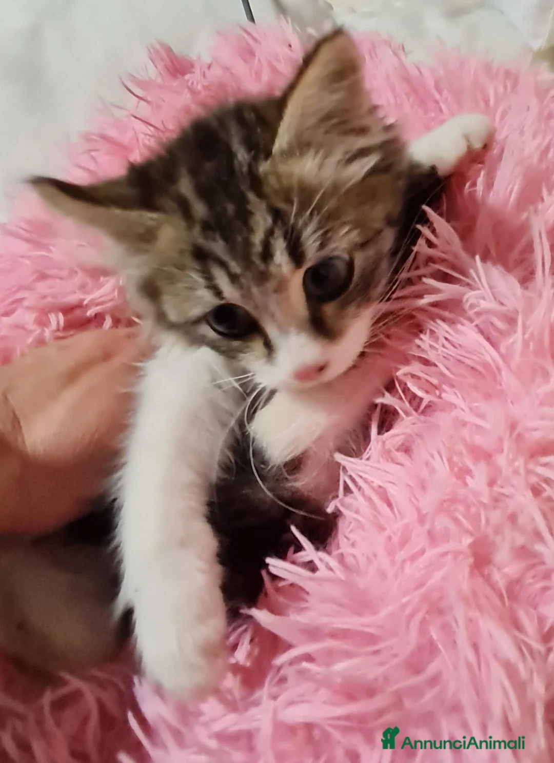 Europeo gatti in regalo: ADOZIONE DI COPPIA - Annuncio 3