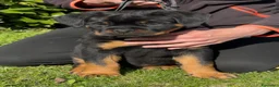 Rottweiler cani in vendita: Cucccioli di rottweiler  - Annuncio 6