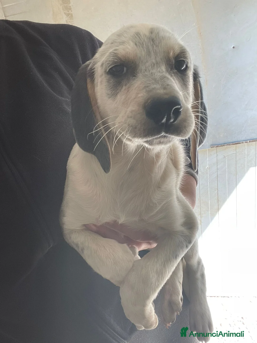 Meticcio cani in regalo: DOLCISSIMA CUCCIOLOTTA a Provincia di Lecco - Annuncio 1