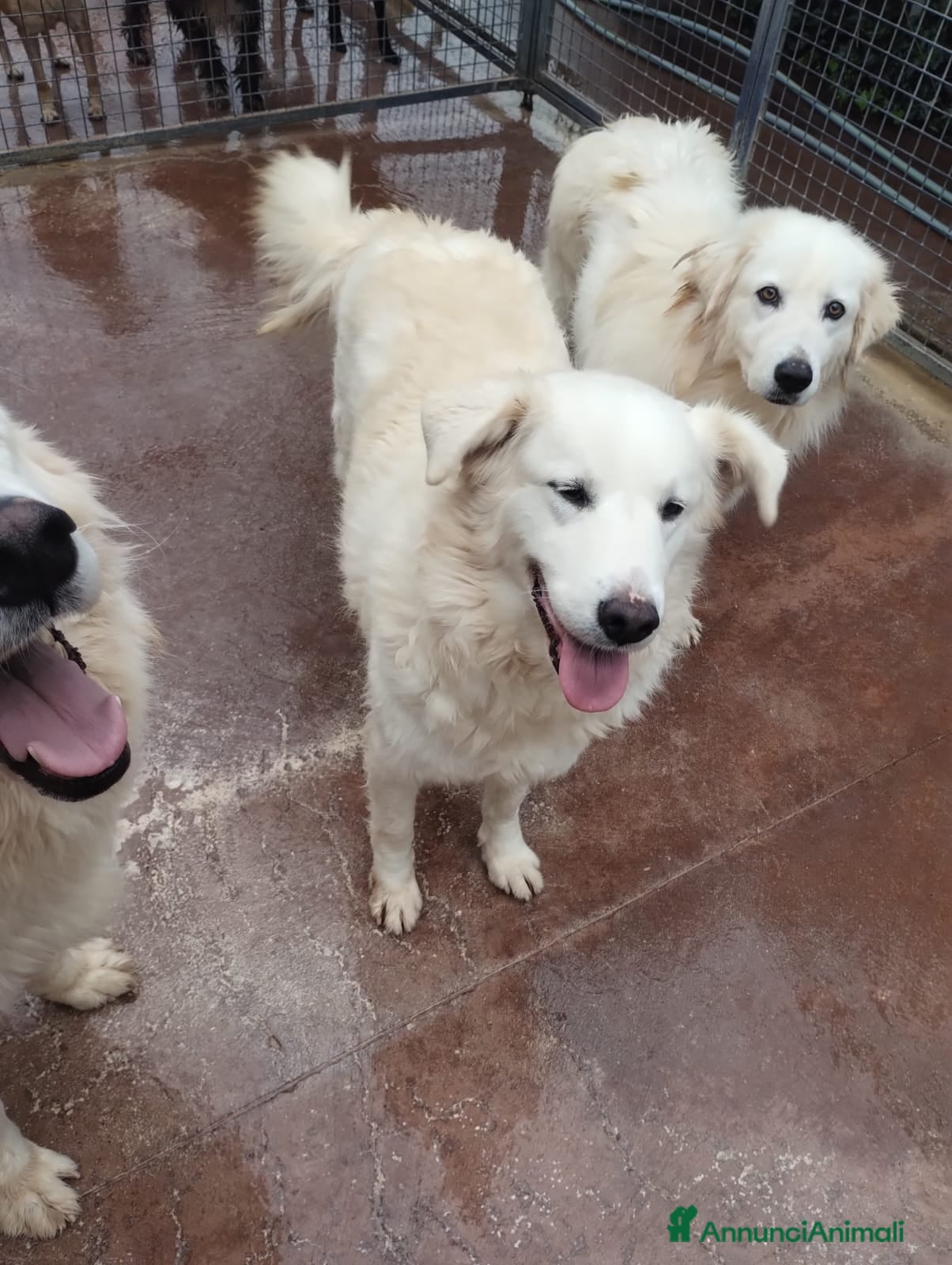 Pastore Maremmano cani Meravigliosi maremmani in canile! a Provincia di Viterbo - Annuncio 2