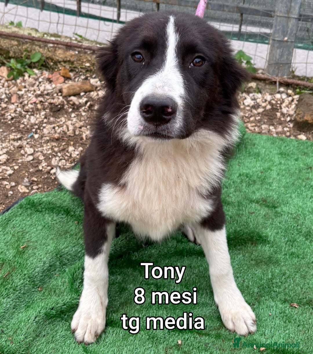 Meticcio cani in regalo: CUCCIOLI SOLI ED ESCLUSI DA TUTTI  - Annuncio 7