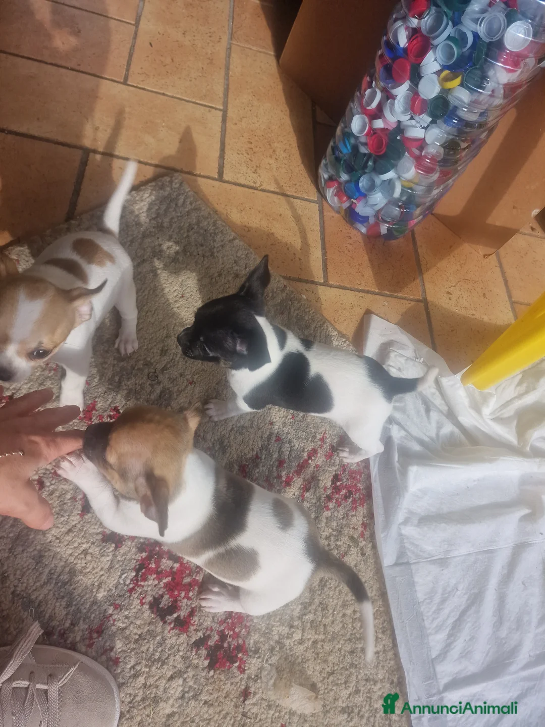 Chihuahua cani in vendita: Chihuahua a Provincia di Mantova - Annuncio 2