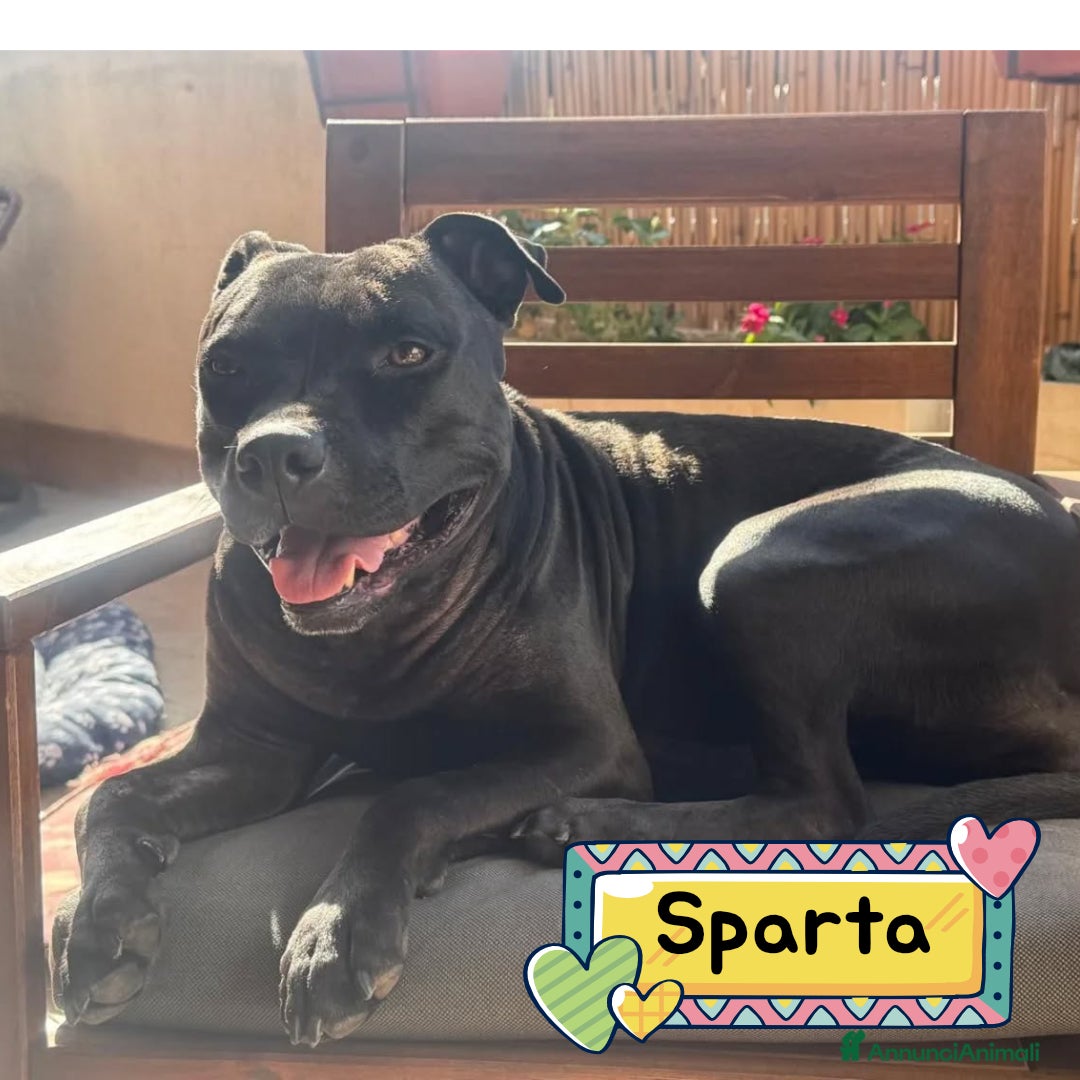 American Staffordshire cani in regalo: SPARTA american pitbull terrier 4 anni in adozione - Annuncio 1