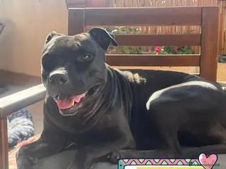 American Staffordshire cani SPARTA american pitbull terrier 4 anni in adozione - Annuncio 4