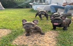 Bulldog Francese cani in vendita: Bulldog francese  a Città metropolitana di Milano - Immagine 2