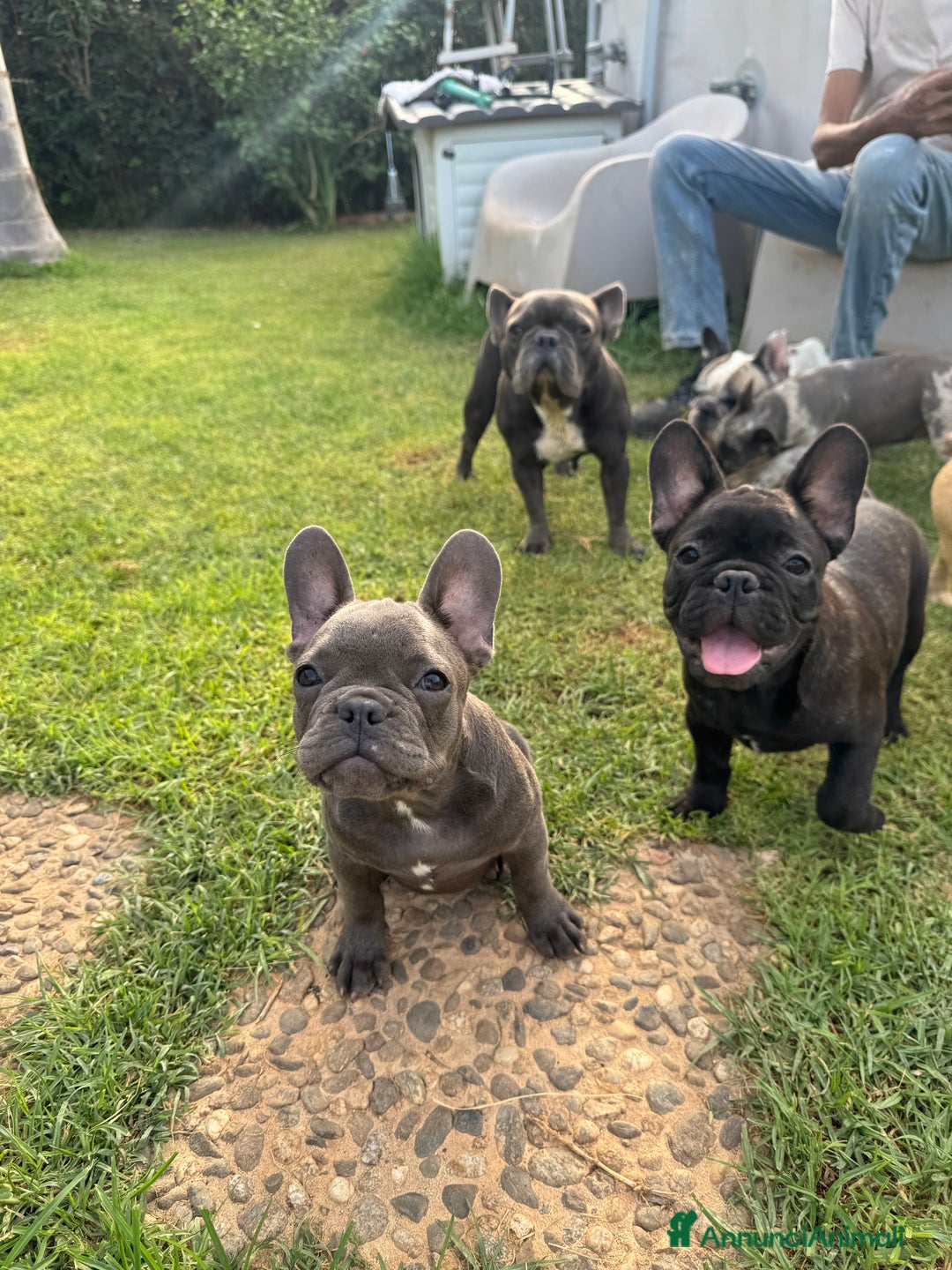 Bulldog Francese cani in vendita: Bulldog francese  a Città metropolitana di Milano - Immagine 2