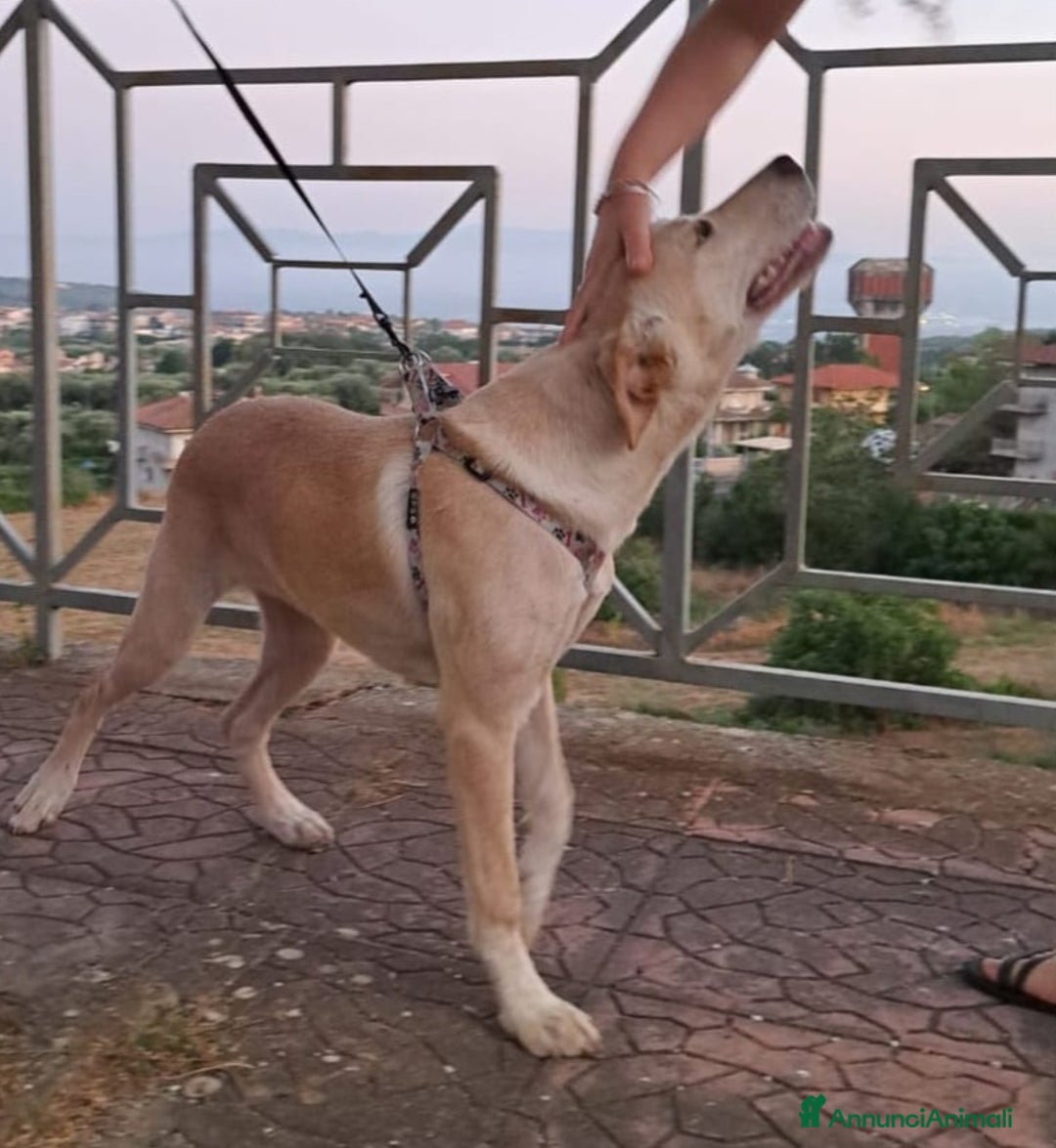 Meticcio cani in regalo: CUCCIOLA MIA a Provincia di Varese - Immagine 3